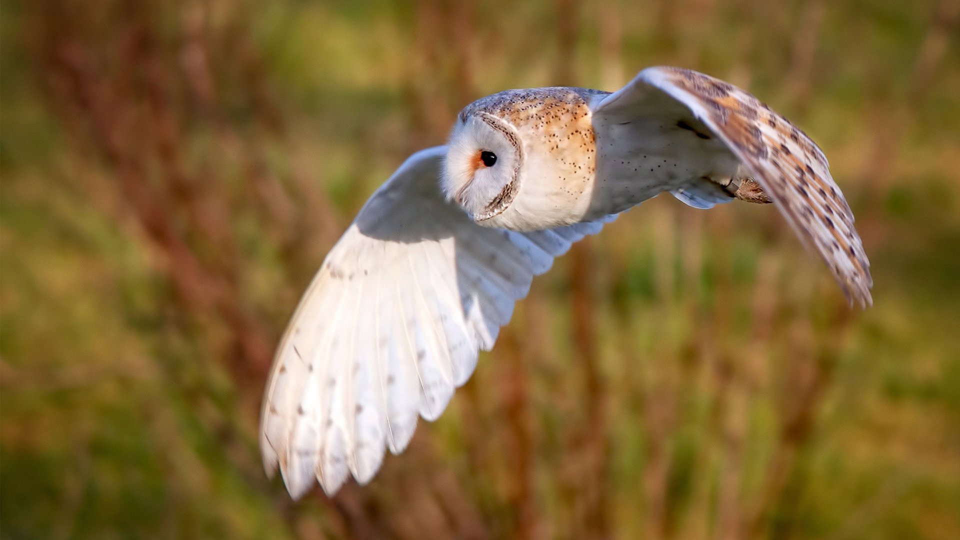 压哨绝杀!卡塞米罗关键连击助西班牙戏剧性逆转喀麦隆